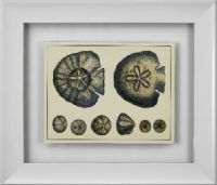 Basset Mirror 9900-145AEC Antique Blue Sand Dollar Framed Art, Tropical Style, 26" W x 30" H, One of our tropical-styled framed art that will work in almost any decor, UPC 036155289595 (9900145AEC 9900-145AEC 9900 145AEC 9900145A 9900-145A 9900 145A) 