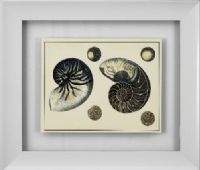 Basset Mirror 9900-145BEC Antique Blue Nautilus Framed Art, Tropical Style, 26" W x 30" H, One of our tropical-styled framed art that will work in almost any decor, UPC 036155289601 (9900145BEC 9900-145BEC 9900 145BEC 9900145B 9900-145B 9900 145B) 