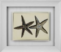 Basset Mirror 9900-145CEC Antique Blue Starfish I Framed Art, Tropical Style, 26" W x 30" H, One of our tropical-styled framed art that will work in almost any decor, UPC 036155289618 (9900145CEC 9900-145CEC 9900 145CEC 9900145C 9900-145C 9900 145C) 