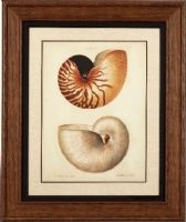 Basset Mirror 9900-153AEC Antique Nautilus I Framed Art, Tropical Style, 31" W x 36" H, One of our tropical-styled framed art that will work in almost any decor, UPC 036155289663 (9900153AEC 9900-153AEC 9900 153AEC 9900153A 9900-153A 9900 153A) 