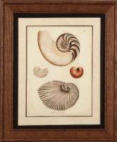 Basset Mirror 9900-153BEC Antique Nautilus II Framed Art, Tropical Style, 31" W x 36" H, One of our tropical-styled framed art that will work in almost any decor, UPC 036155289670 (9900153BEC 9900-153BEC 9900 153BEC 9900153B 9900-153B 9900 153B) 