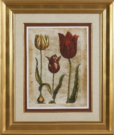 Basset Mirror 9900-157EC Antiquarian Tulip I Framed Art, 35