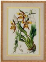 Bassett Mirror 9900-466AEC Model 9900-466A Old World Spring Orchid I Artwork, Dimensions 24" x 32", Weight 43 pounds, UPC 036155326146 (9900466AEC 9900 466AEC 9900-466A-EC 9900466A)   