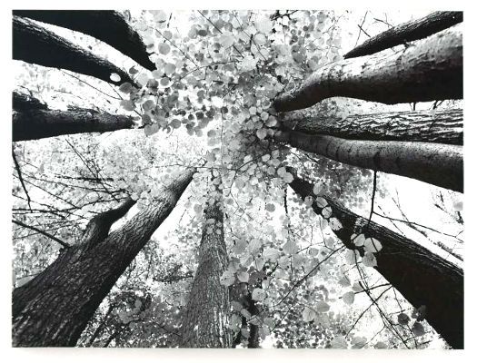 Ashley A8000035 Ananya Series Wall Art, Trees in Black and White, Gallery Wrapped Canvas Wall Art, Giclee Reproduction, Sawtooth for Hanging, Dimensions 48.00