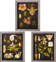 CBK Style 114285 Framed Flower Wall Art with Glass, Set of 3, UPC 738449347270 (114285 CBK114285 CBK-114285 CBK 114285) 