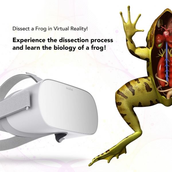 virtual frog dissection game