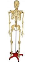 Alvin SKE-1A Heritage 66" Large Adult Plastic Skeleton, Adult size, Plas Skeleton, Huge selection to choose from, Providing you great selection and quality, UPC 088354810506 (SKE1A SKE-1A SKE 1A) 