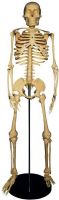 Alvin SKE-2A Heritage 34" Medium Plastic Skeleton, Medium Size, Plas Skeleton, Huge selection to choose from, Providing you great selection and quality, UPC 088354810513 (SKE2A SKE-2A SKE 2A) 