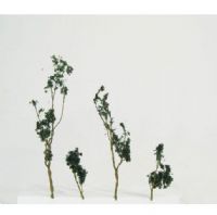 Wee Scapes WS00310 Architectural Model Foliage Tree Dark Green 24-Pack.; Wire foliage trees are bendable, coated wire trees that are complete with foliage in various natural colors; Create trees, shrubs, bushes, undergrowth and saplings; Other model trees provide already-assembled tree species; UPC 853412003103 (WEESCAPESWS00310 WEESCAPES-WS00310 WEESCAPES/WS00310 ARCHITECTURE MODELING) 