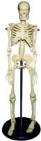 Alvin SKE-3A Heritage 18" Child Plastic Skeleton, Child size, Plas Skeleton, Huge selection to choose from, Providing you great selection and quality, UPC 088354810520 (SKE3A SKE-3A SKE 3A) 